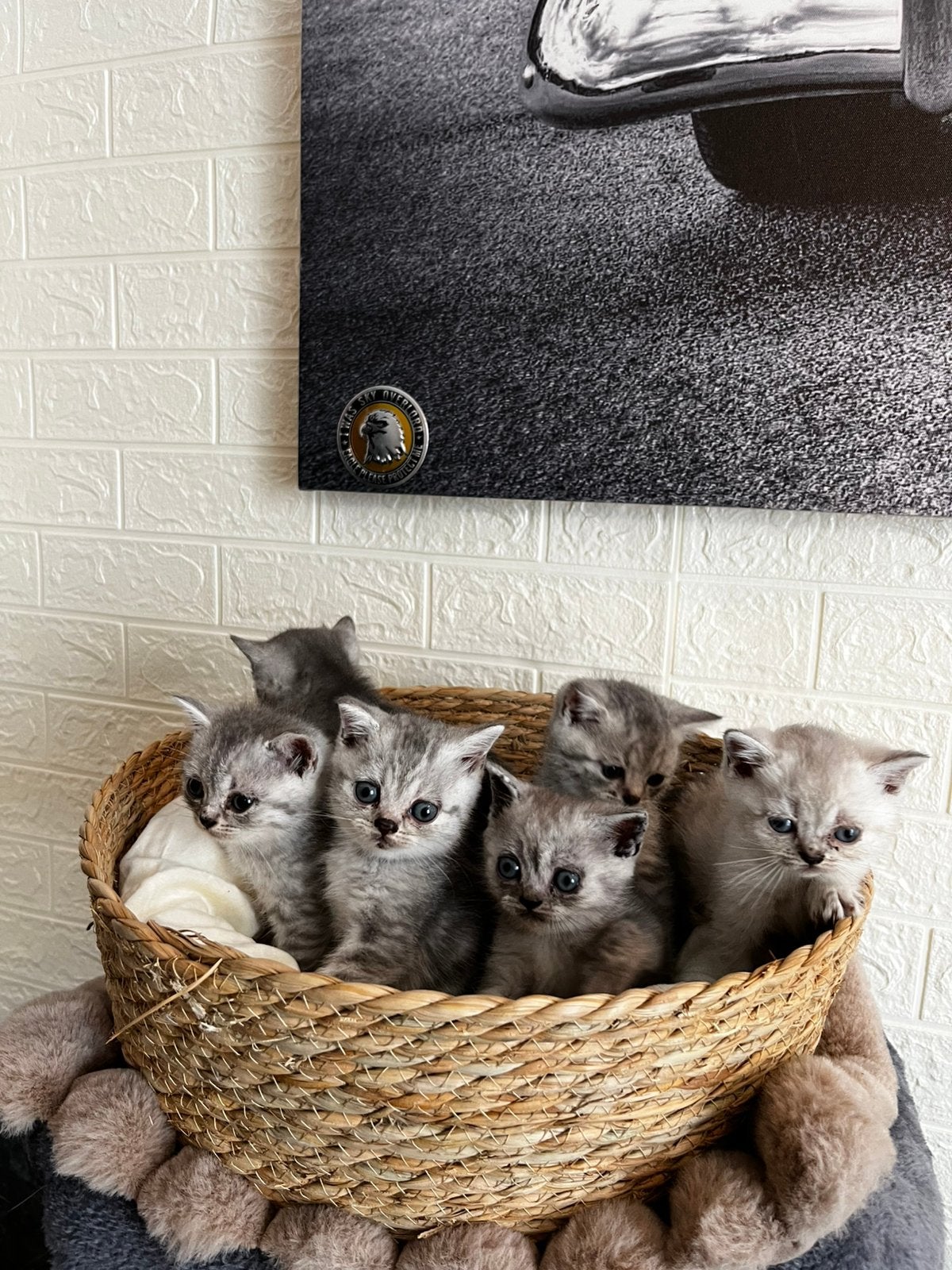 Prachtige Brits korthaar kittens, Meerdere dieren, Ontwormd, 0 tot 2 jaar