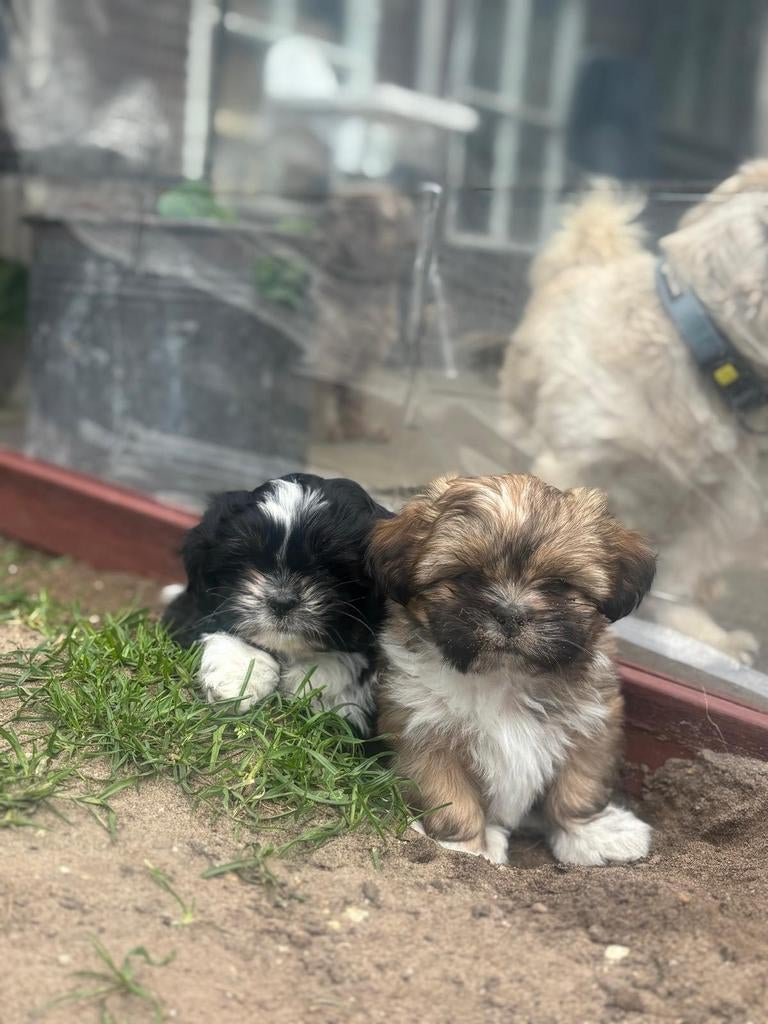 Lieve shih tzu/maltezer boomer pups, Maltezer, 8 tot 15 weken, Teef, Parvo