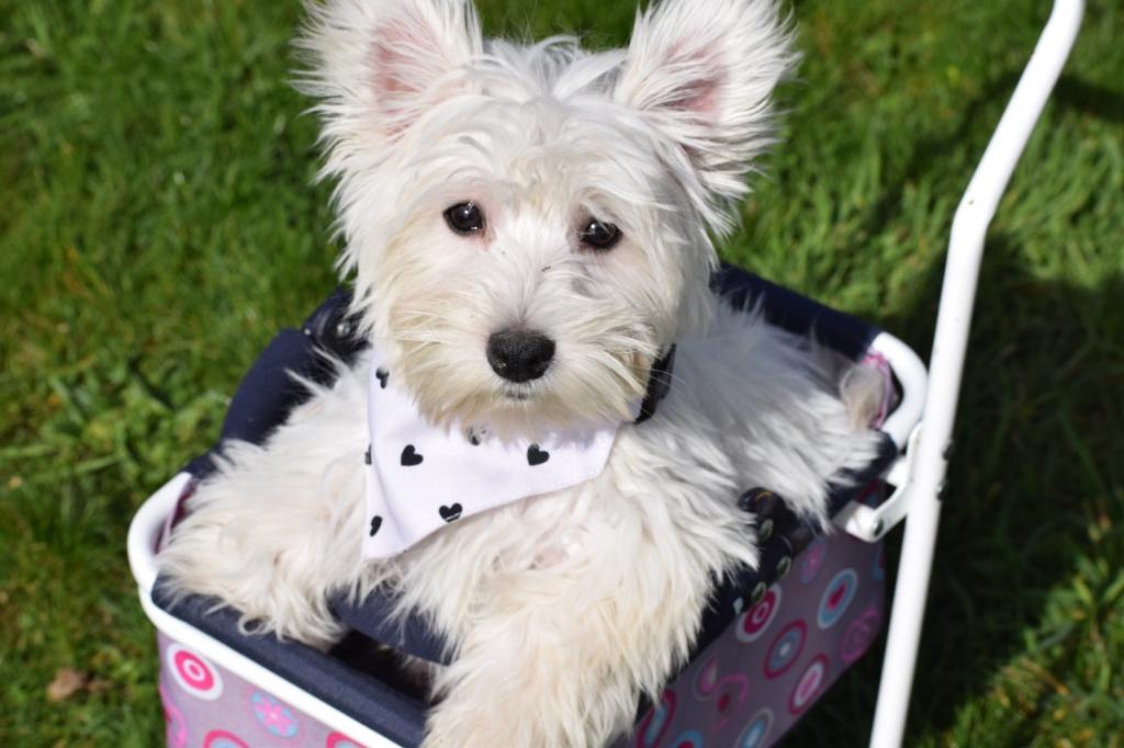 West highland white terrier pup, 15 weken tot 1 jaar, Overige rassen, Buitenland, Parvo