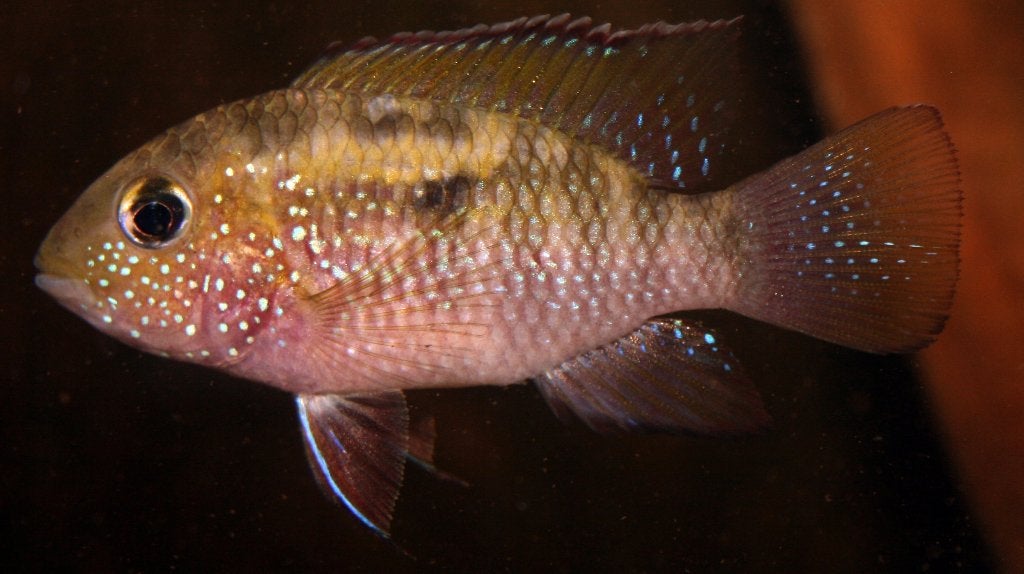 Zuid Amerikaanse Cichliden: Bujurquina oenolaemus, Vis, Zoetwatervis