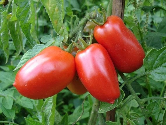 San Marzano romatomaat, Ophalen of Verzenden, Volle zon