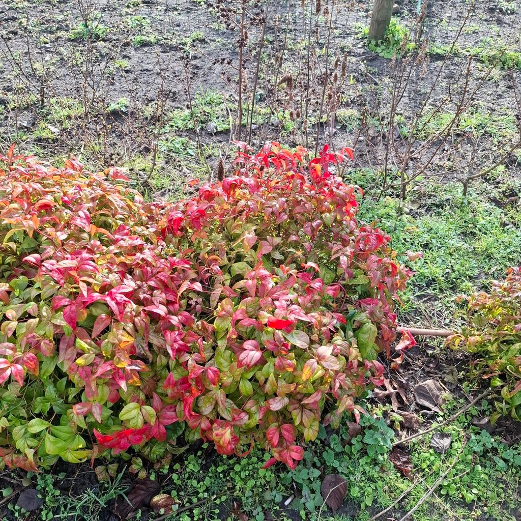 Hemelse bamboe Nandina prachtige sierstruik, Tuin en Terras, Ophalen, Overige soorten, Volle zon