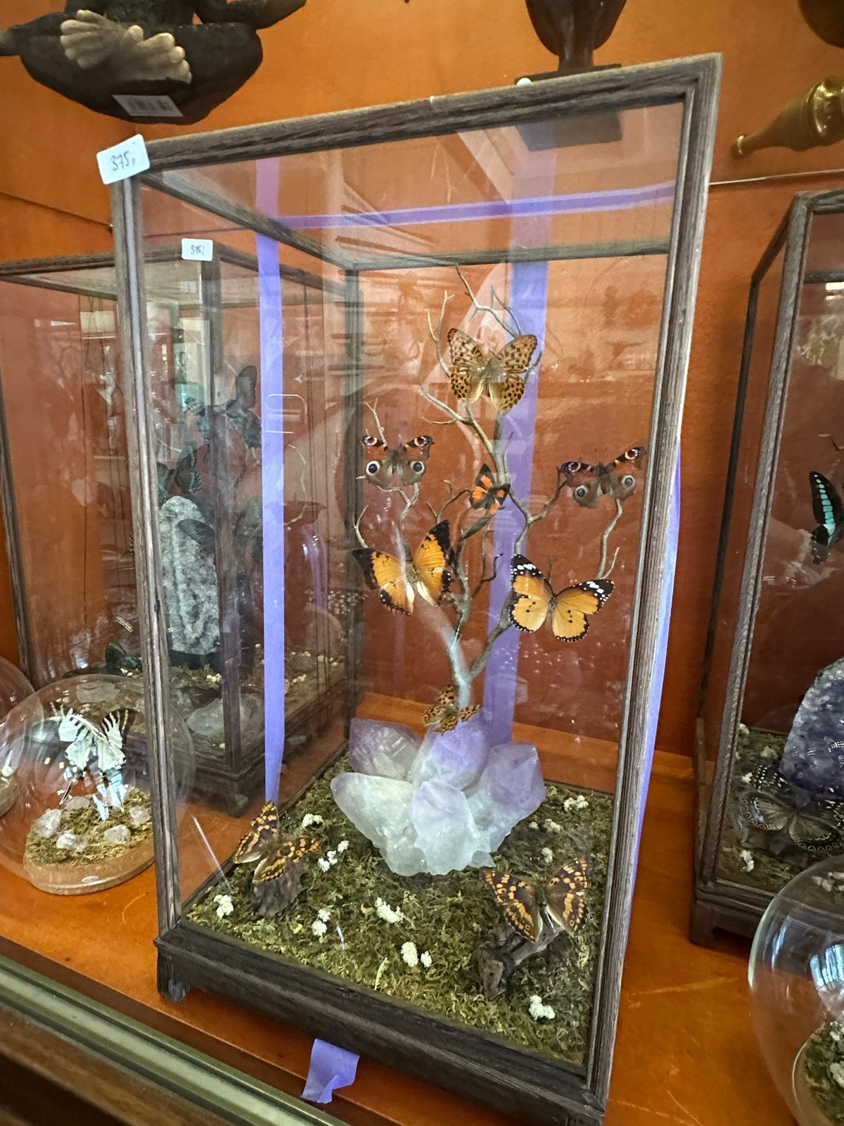 Unieke Vlinder Display in Glazen Vitrine, Ophalen