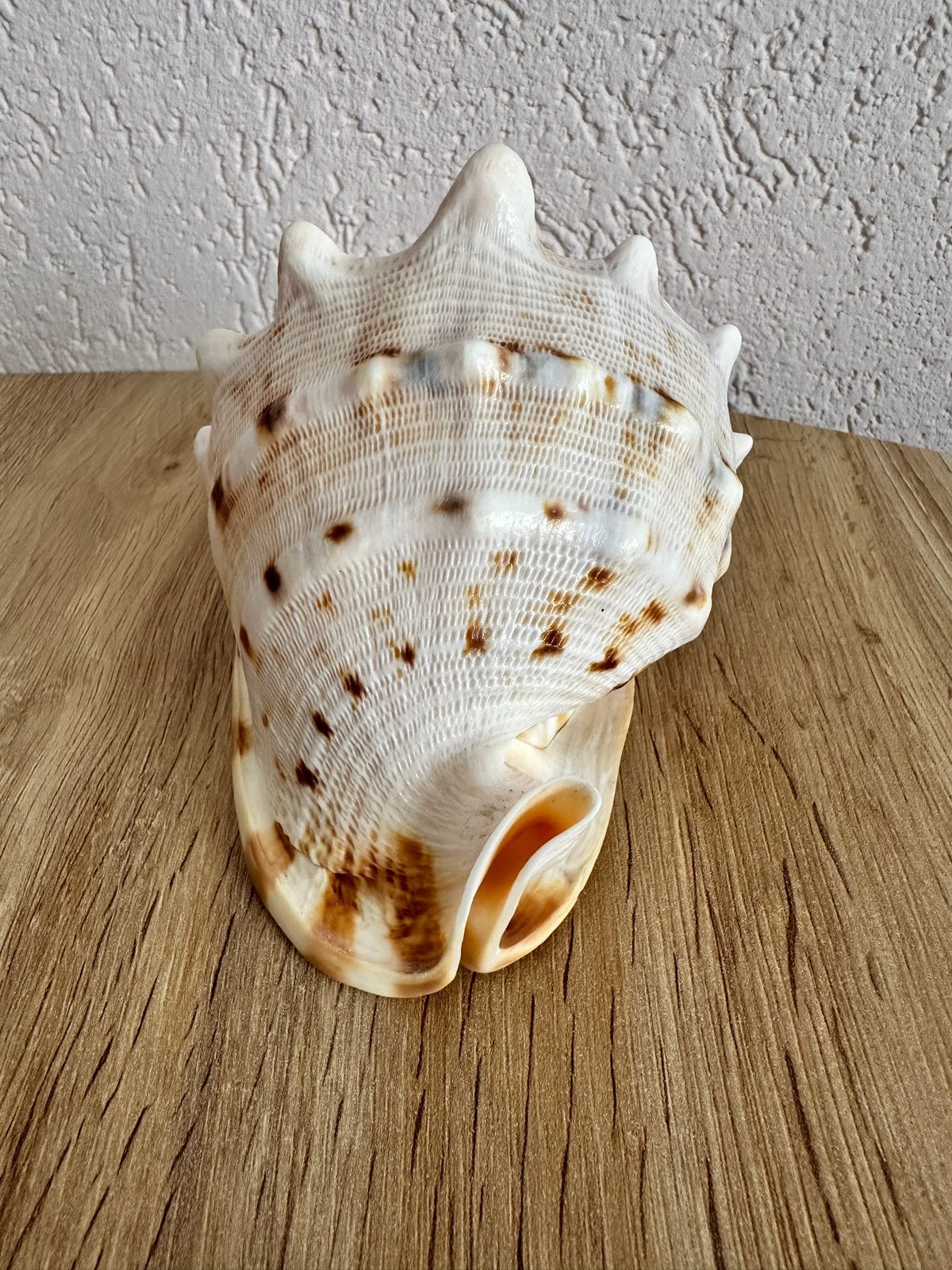 Grote decoratieve zeeschelp, Ophalen of Verzenden, Zo goed als nieuw