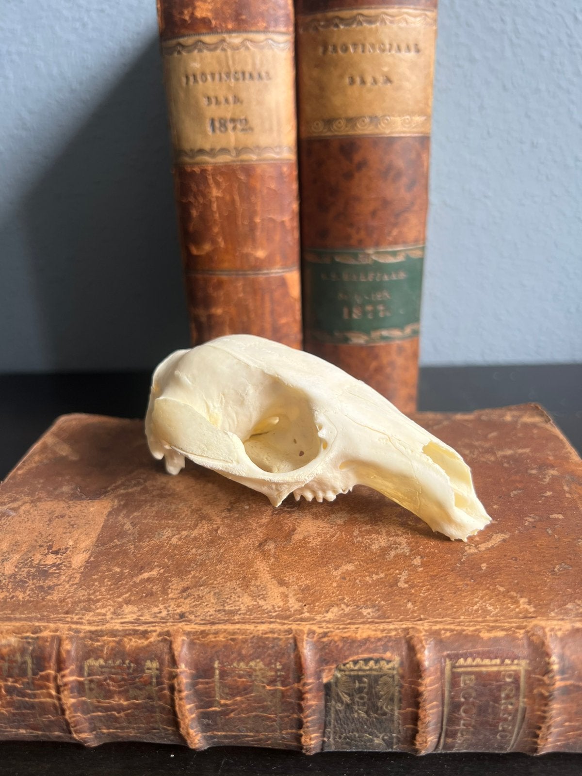 Wallaby schedel, Ophalen of Verzenden, Schedel