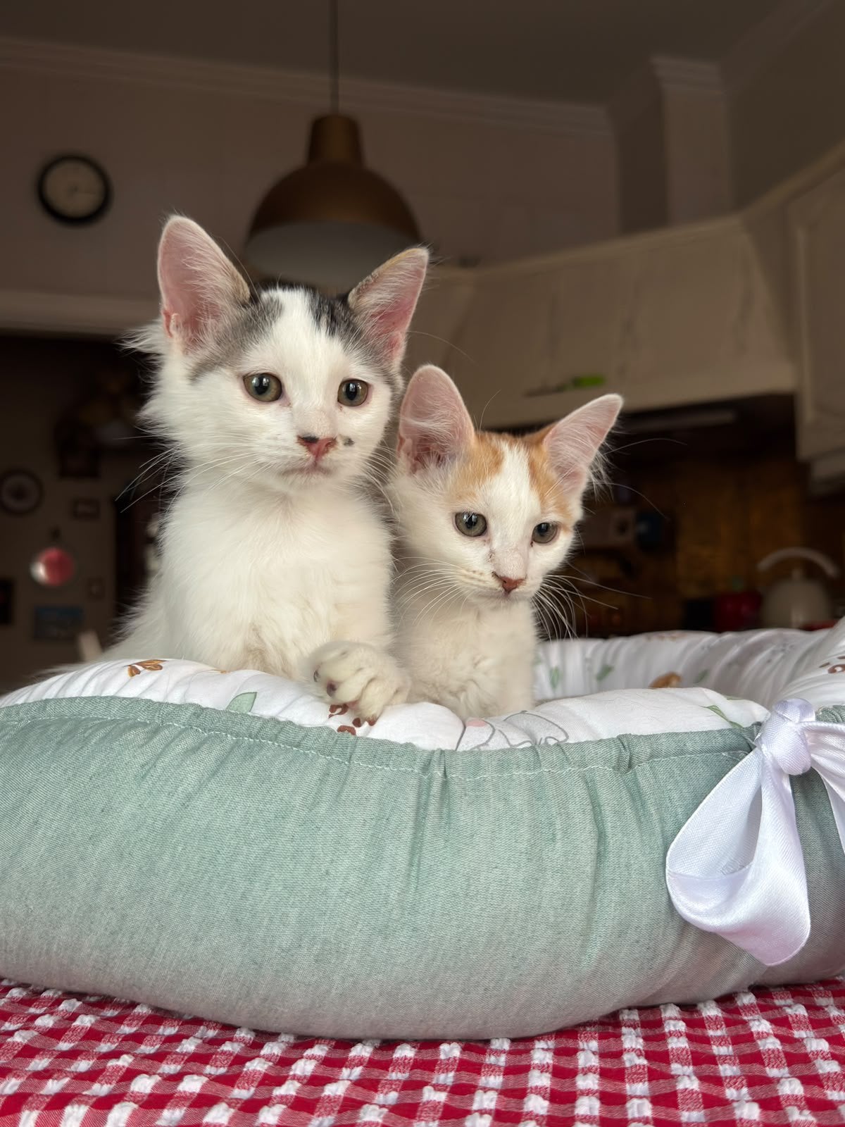 Kittens/Katten voor adoptie