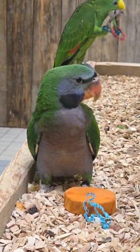 Jonge Baby Derbyan Parkieten | Handtam | Getest | Super lief, Dieren en Toebehoren, Vogels | Parkieten en Papegaaien, Meerdere dieren