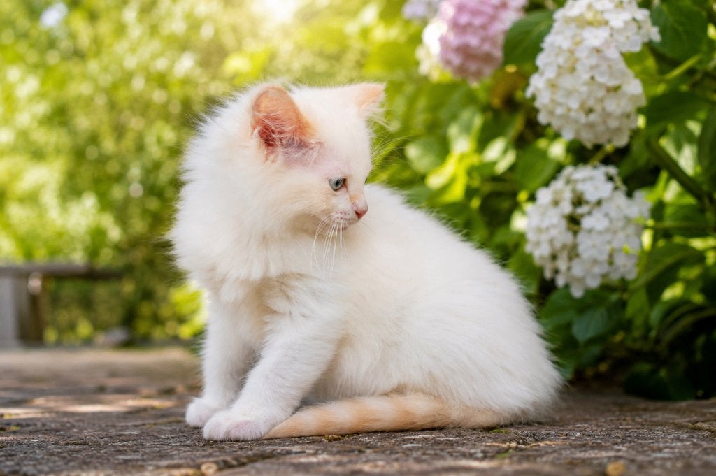 🌈🌈100% ragdoll kitten katertje 💟💟, Kater, Gechipt, 0 tot 2 jaar