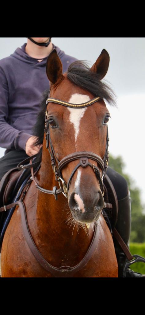 Hele lieve en knappe ruin te koop., Dieren en Toebehoren, Paarden, Gechipt, Springpaard, Ruin, Niet van toepassing