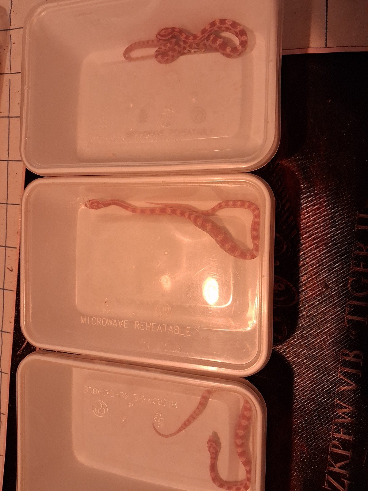 babies rattenslangen drie maanden oud, Dieren en Toebehoren, Reptielen en Amfibieën, Slang, 0 tot 2 jaar