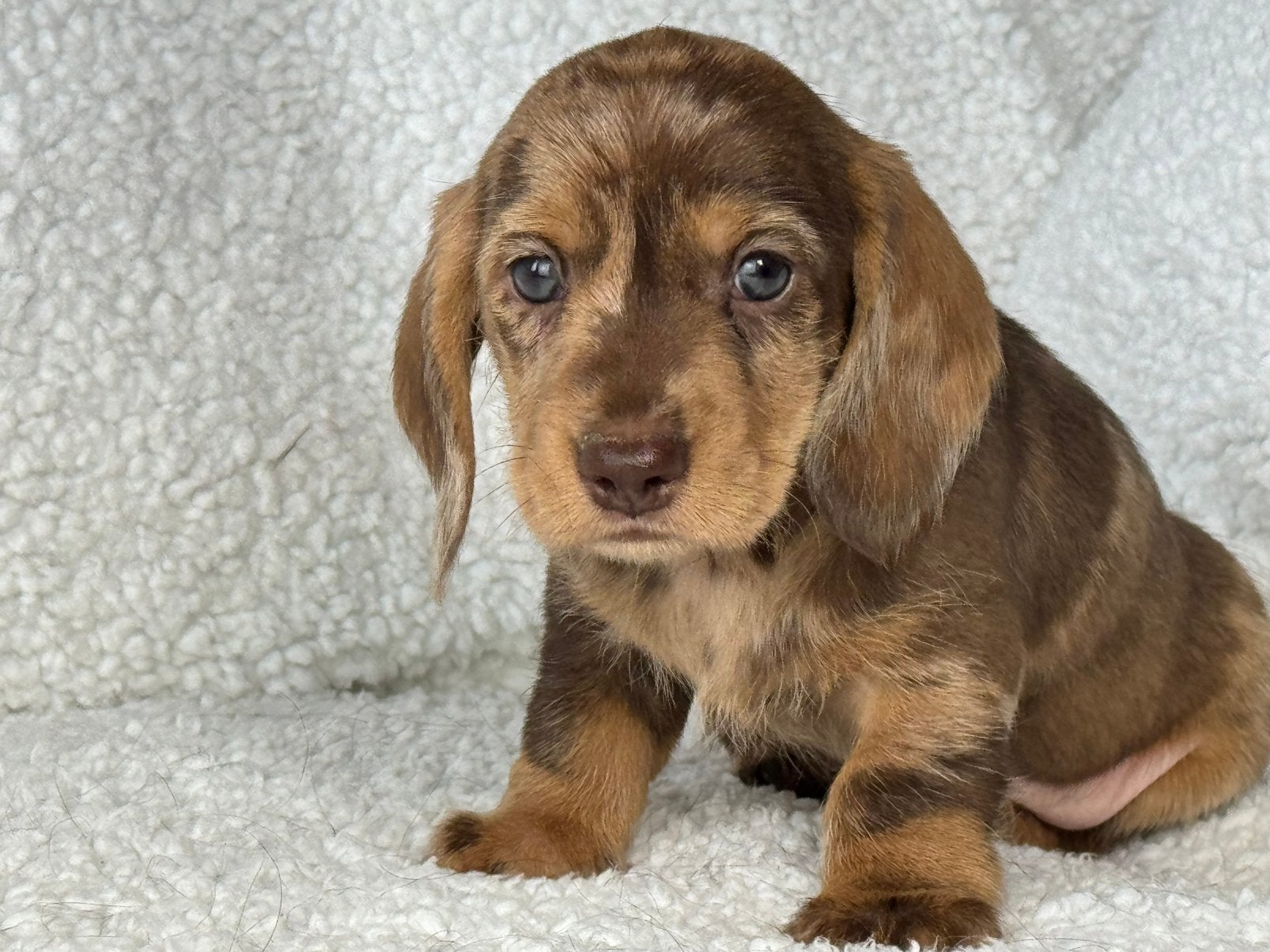 Teckel pups merle vanaf 1500€, Nederland, Parvo, 8 tot 15 weken, Dwerg