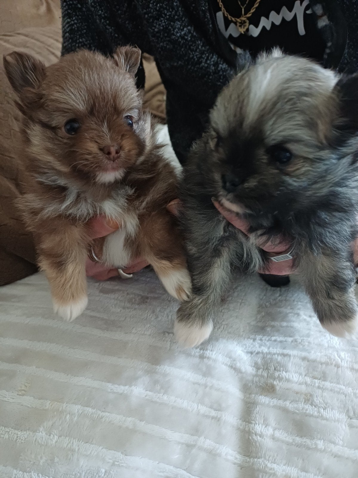 Te koop pomeranian pups, Dieren en Toebehoren, Honden | Chihuahua's en Gezelschapshonden, Overige rassen, 8 tot 15 weken, Parvo