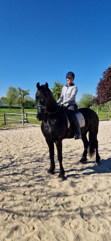 Prachtige moderne 4 jarige Fries Ruin, Ruin, Dressuurpaard, 3 tot 6 jaar