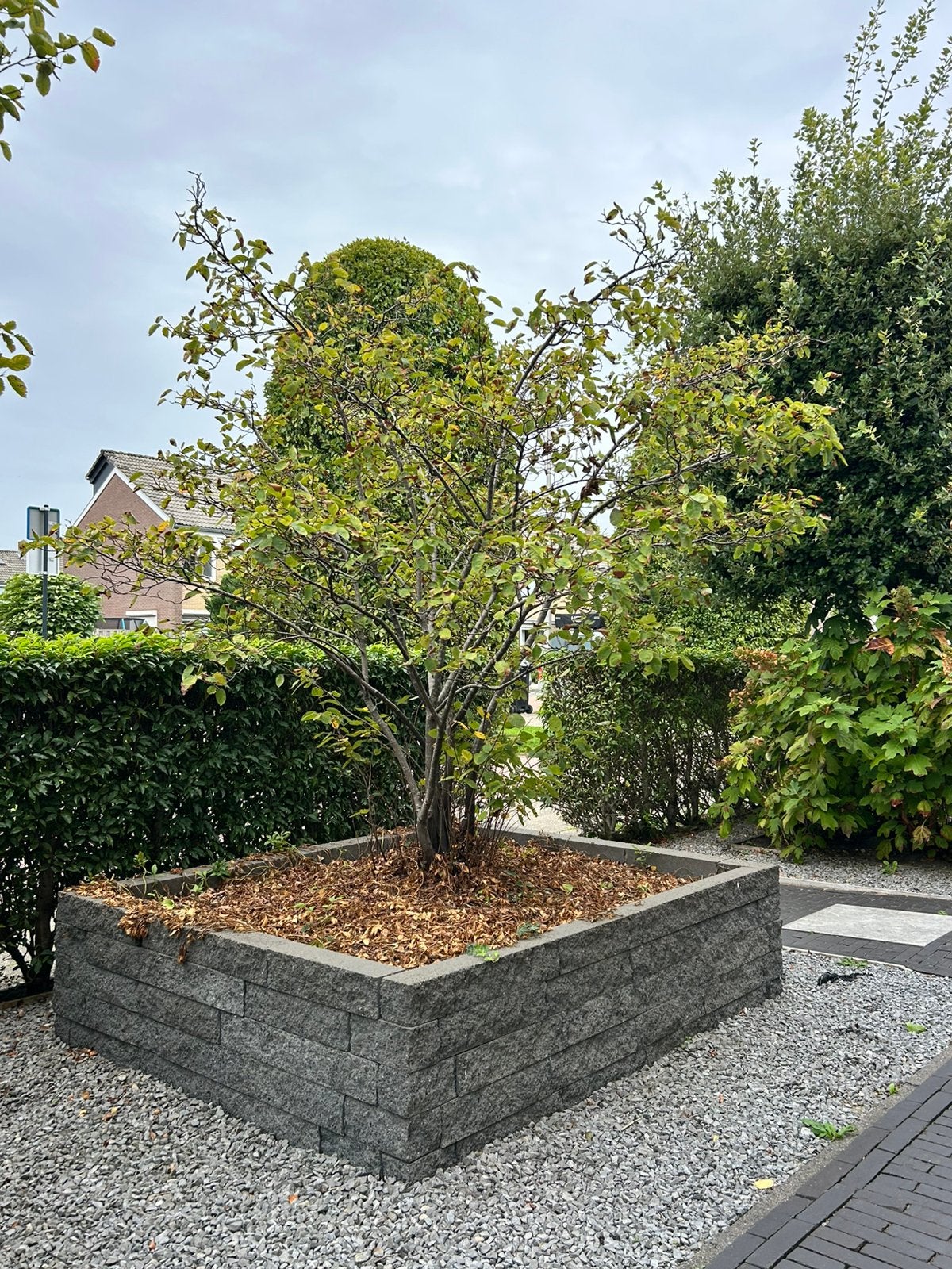 2x een meerstammige krentenboom met stenen borders, Tuin en Terras, Ophalen, Steen, Minder dan 30 cm, Rond