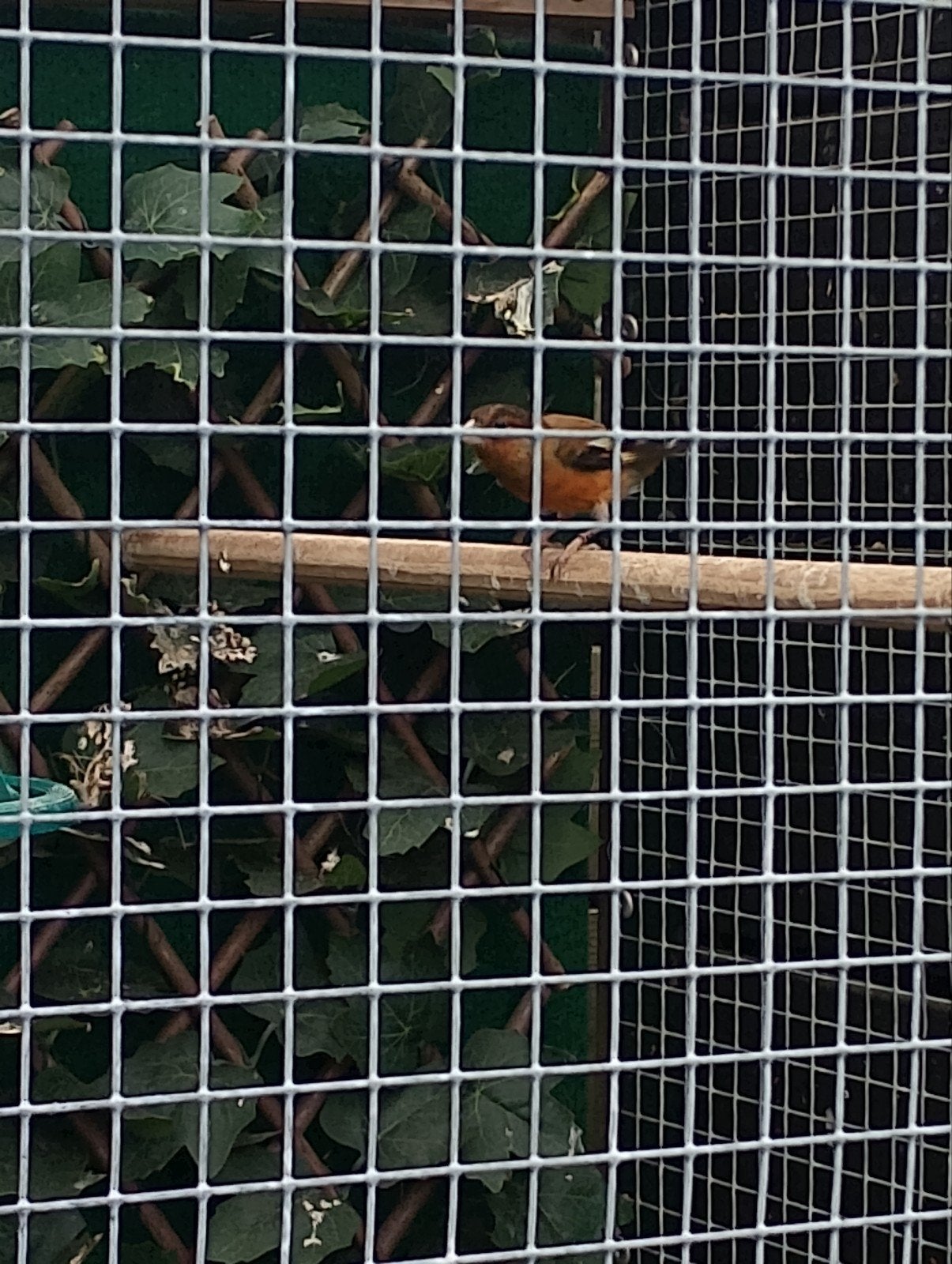 F1 kapoetsensijs bastaard, Dieren en Toebehoren, Vogels | Overige Vogels, Mannelijk, Wildzangvogel, Geringd