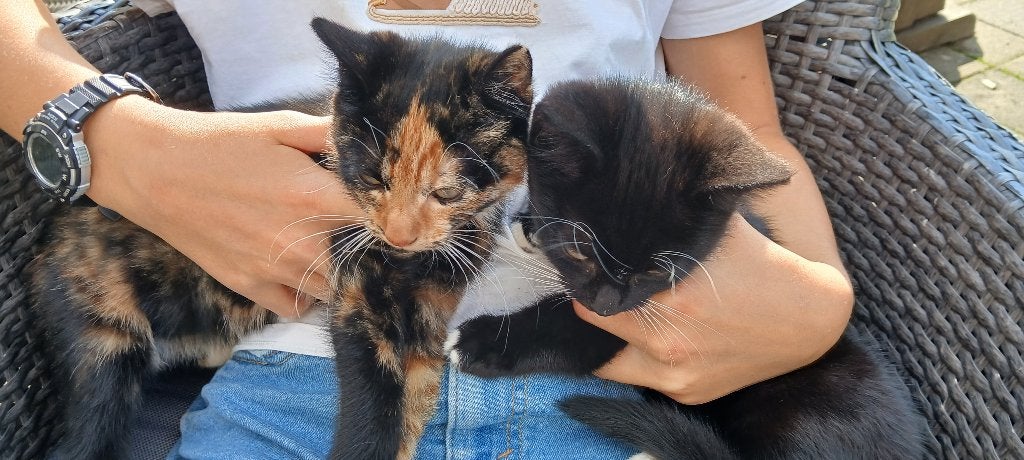 Europese korthaar 2 kittens, Dieren en Toebehoren, Meerdere dieren, Kortharig, 0 tot 2 jaar