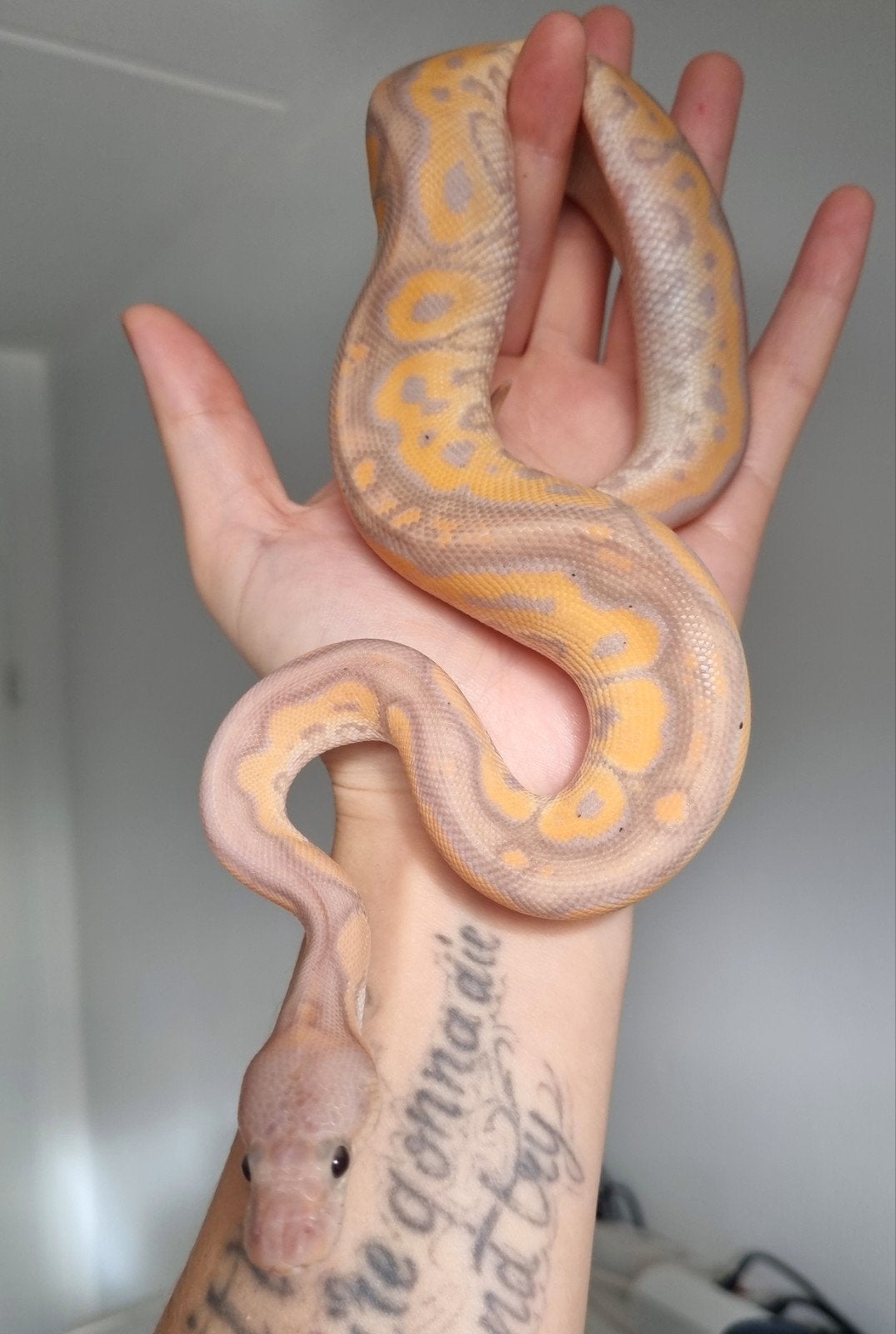 1.0 banana black pastel od (spotnose) clown Ball Python photo 2