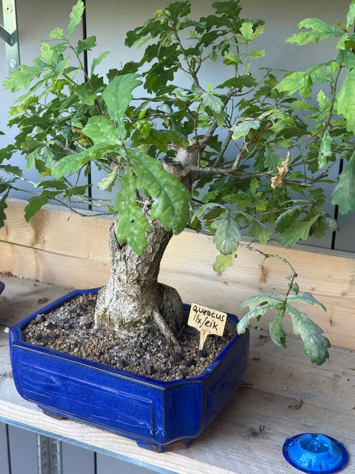 Bonsai ilex/ eik 48cm Hoge korting, Bloeit niet, Halfschaduw, Overige soorten, Minder dan 100 cm
