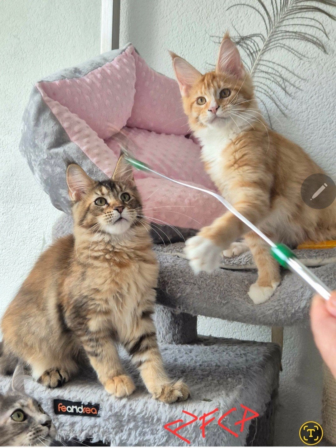 Maine Coon kittenst met stamboom nog paar vrij, Meerdere dieren, Met stamboom, 0 tot 2 jaar