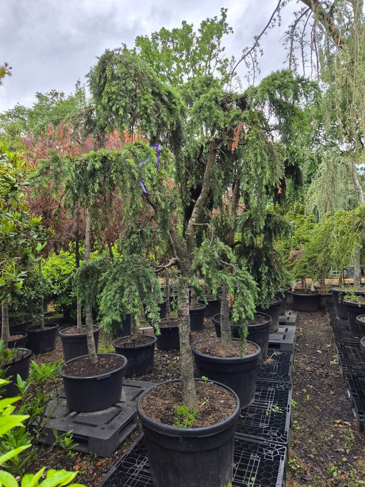 Cedrus deodora feelin Blue Treurceder, Bloeit niet, Treurboom, Ophalen of Verzenden, 250 tot 400 cm