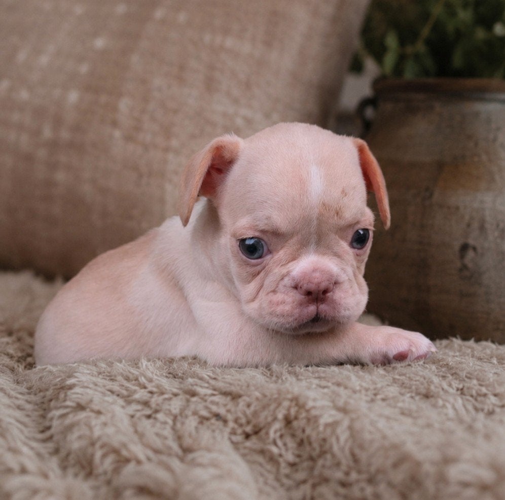 💙 prachtige, unieke x franse bulldog pups reutjes 💙, Dieren en Toebehoren, Parvo, 8 tot 15 weken, Bulldog, Meerdere