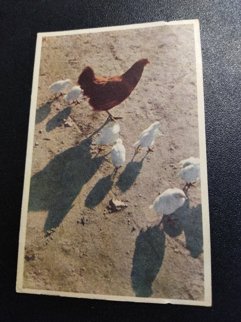 Vintage ansichtkaart kip met kuikens, Ophalen of Verzenden, 1940 tot 1960, Gelopen, Overige thema's
