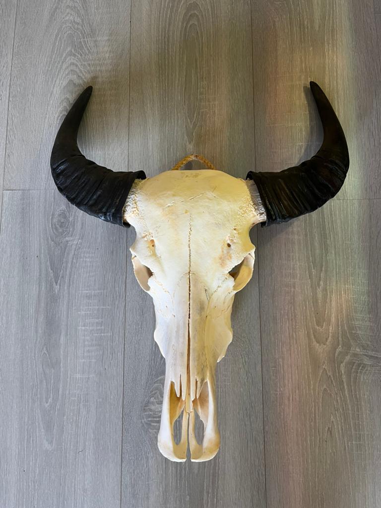 Échte stieren schedel kop buffelschedel stierenkop hoorns, Ophalen of Verzenden, Nieuw