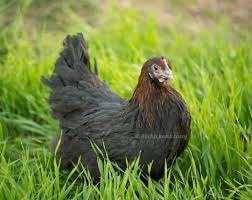 Marans kippen., Dieren en Toebehoren, Pluimvee, Vrouwelijk, Kip