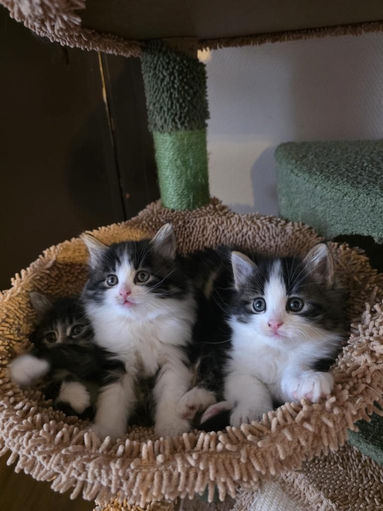 Noorse Boskat kittens, Dieren en Toebehoren, Meerdere dieren, Ontwormd, 0 tot 2 jaar