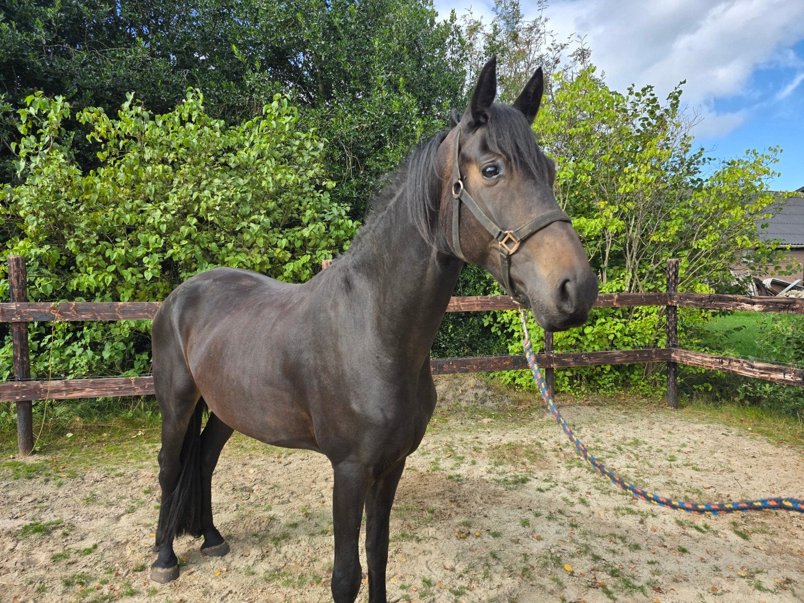 sociale lieve barock pinto ruin 4 jaar, Met stamboom, Ruin, 3 tot 6 jaar, Onbeleerd