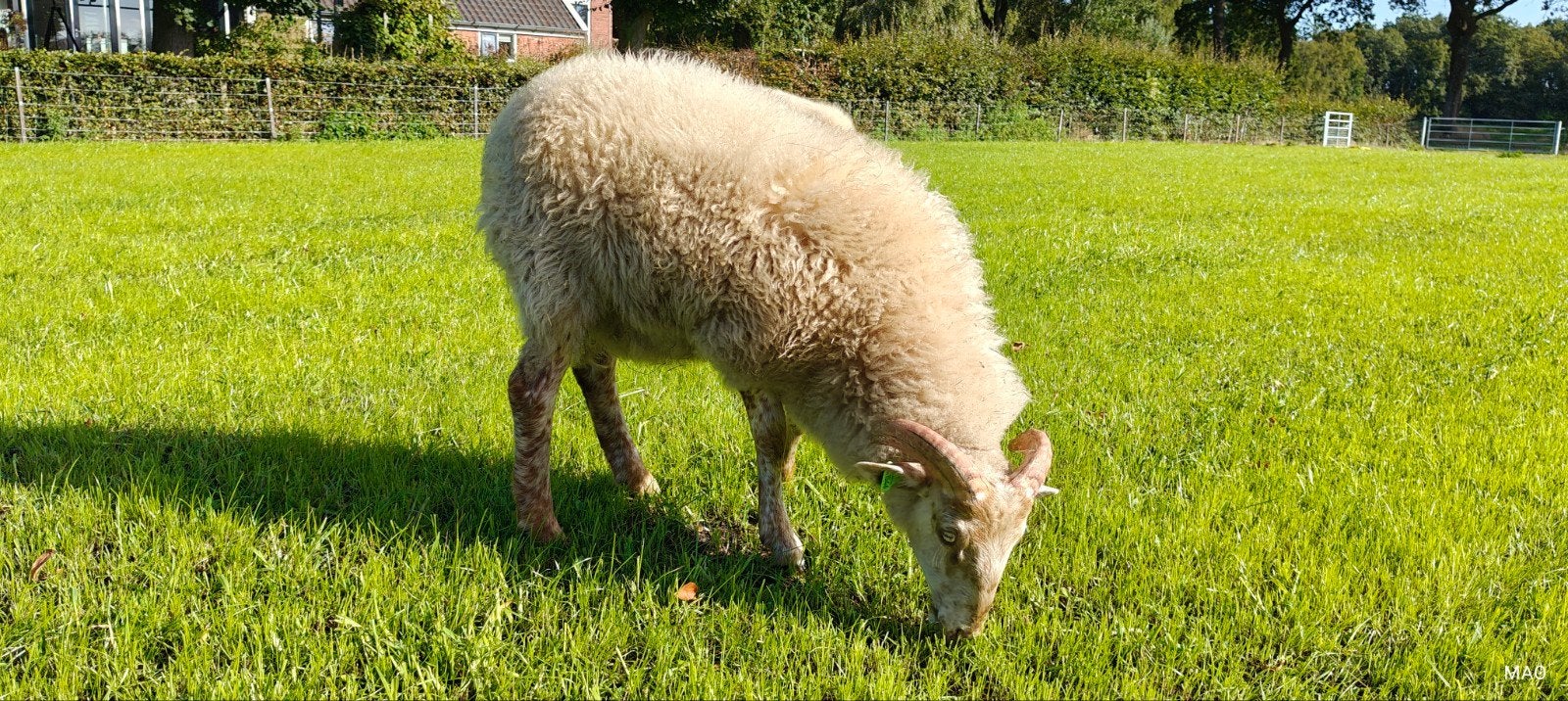 Drents Heideschaap x Skudde rammen, Dieren en Toebehoren, Mannelijk, Schaap