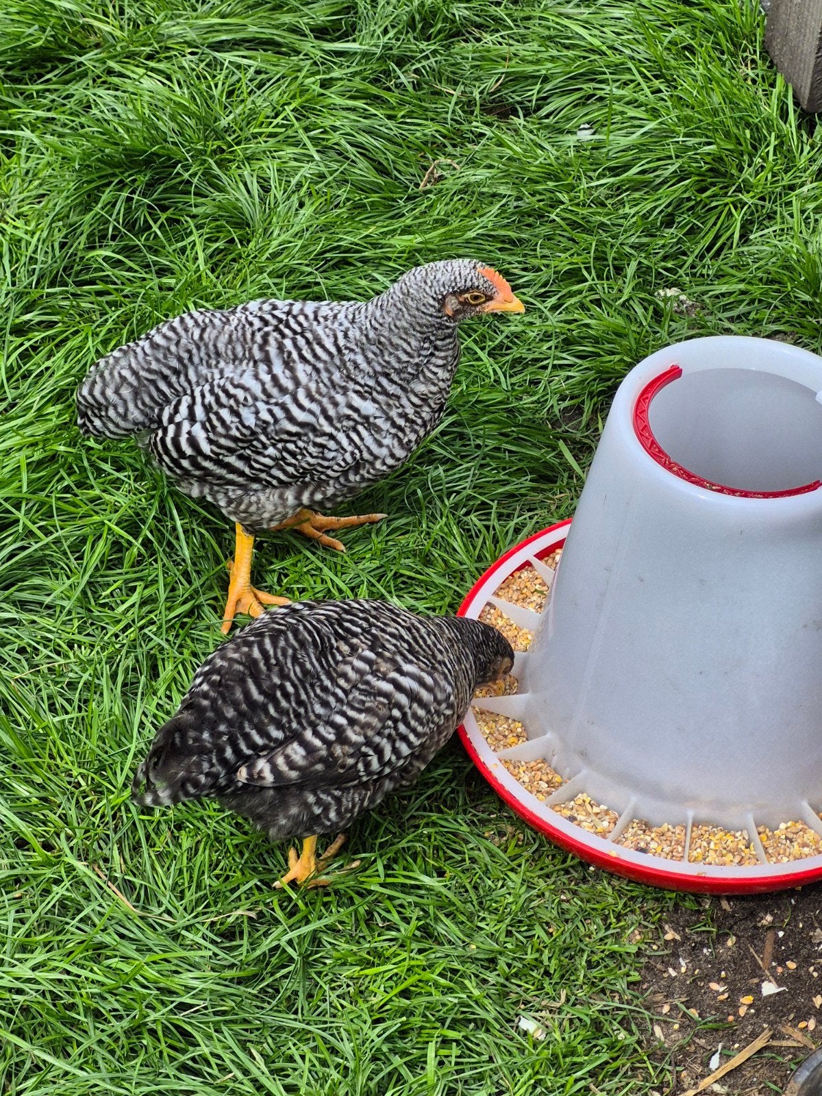 Koppel Amrocks hen en haan, Meerdere dieren, Kip
