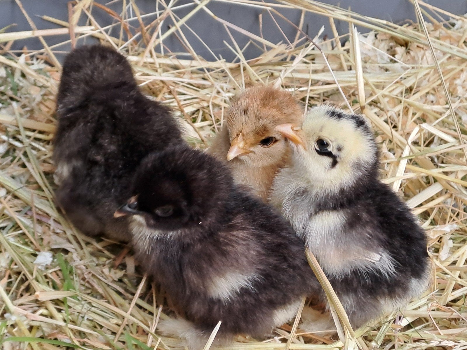 Cochin kuikentjes, Dieren en Toebehoren, Pluimvee, Geslacht onbekend, Kip