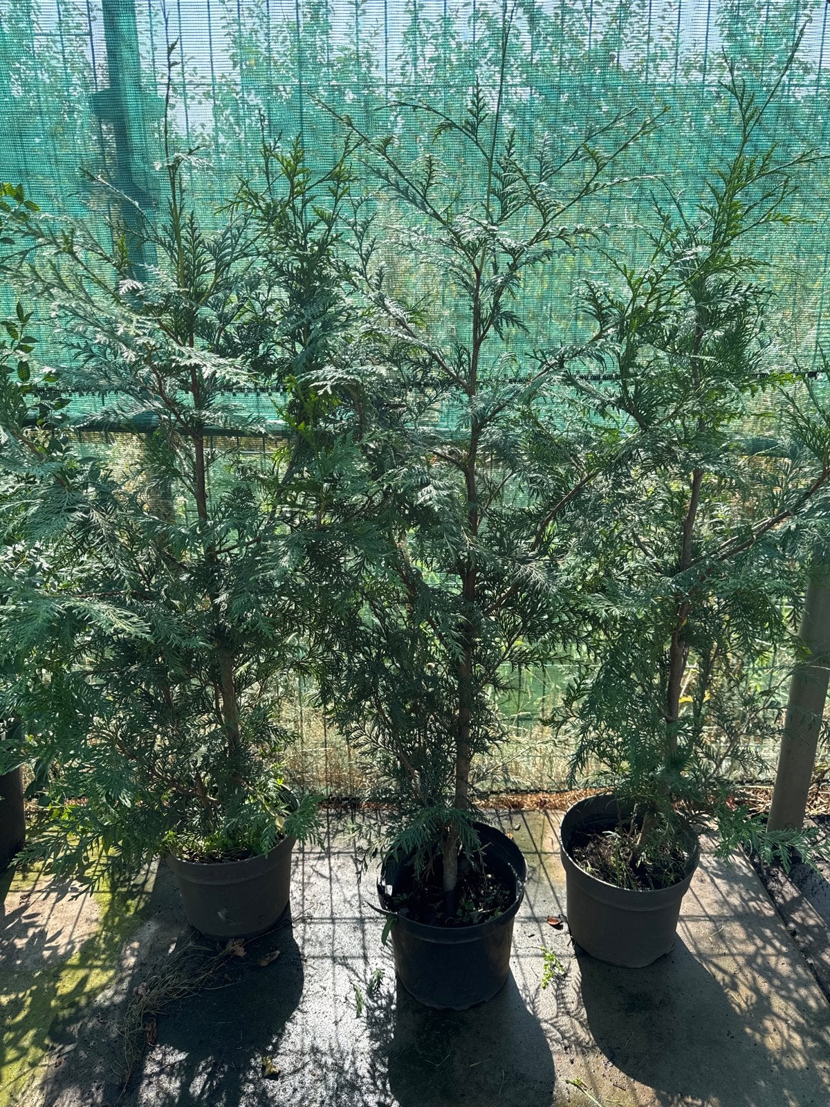 3 Thuja 125/150 cm - Ideaal voor haag of solitaire plant, Volle zon, Vaste plant, Bloeit niet, Ophalen