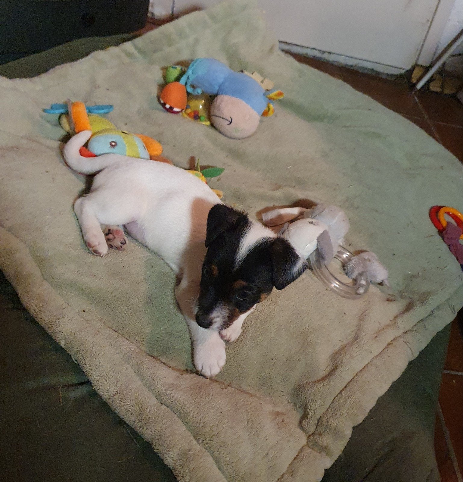 ORIGINELE JACK RUSSELTJES  ruw, broken coat.ORIGINELE.J.R., Jack Russell Terriër, 8 tot 15 weken, Meerdere, Meerdere dieren