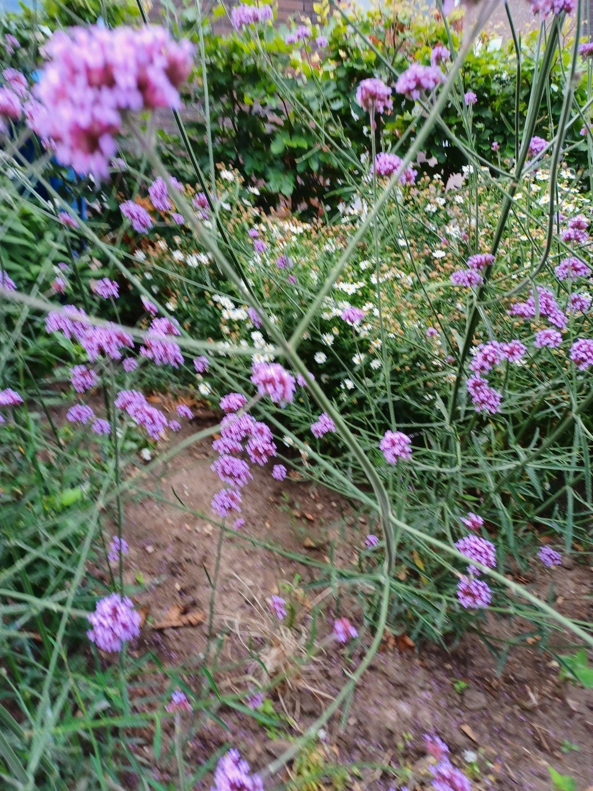 Te koop grote planten Verbena te, Tuin en Terras, Volle zon, Vaste plant, Zomer, Ophalen