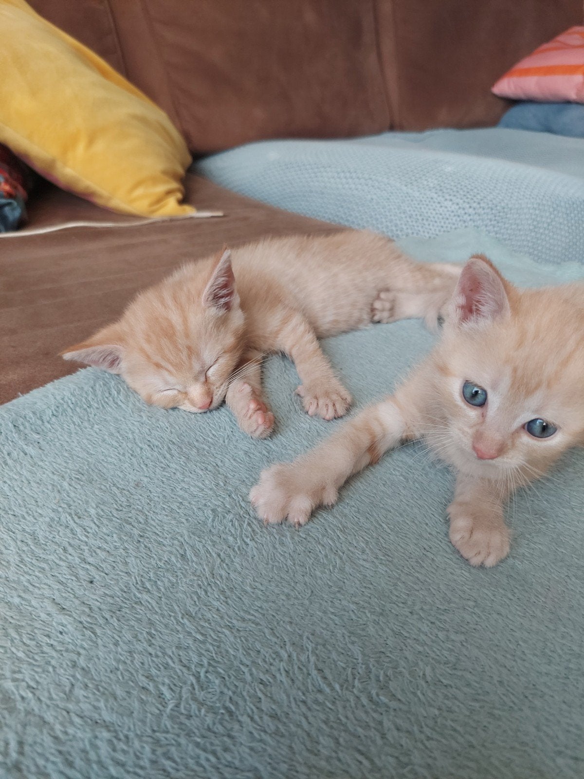 Kittens gratis, Meerdere dieren