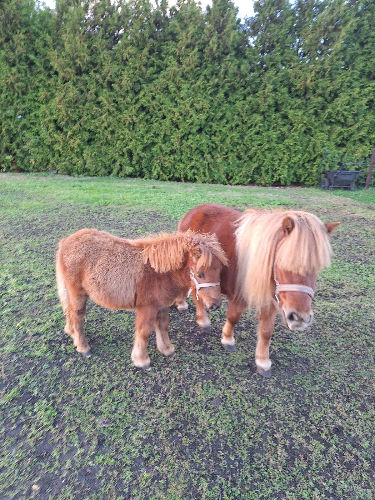 Te koop, mini pony met merrie veulen., Meerdere dieren, A pony (tot 1.17m), Ontwormd, 0 tot 2 jaar