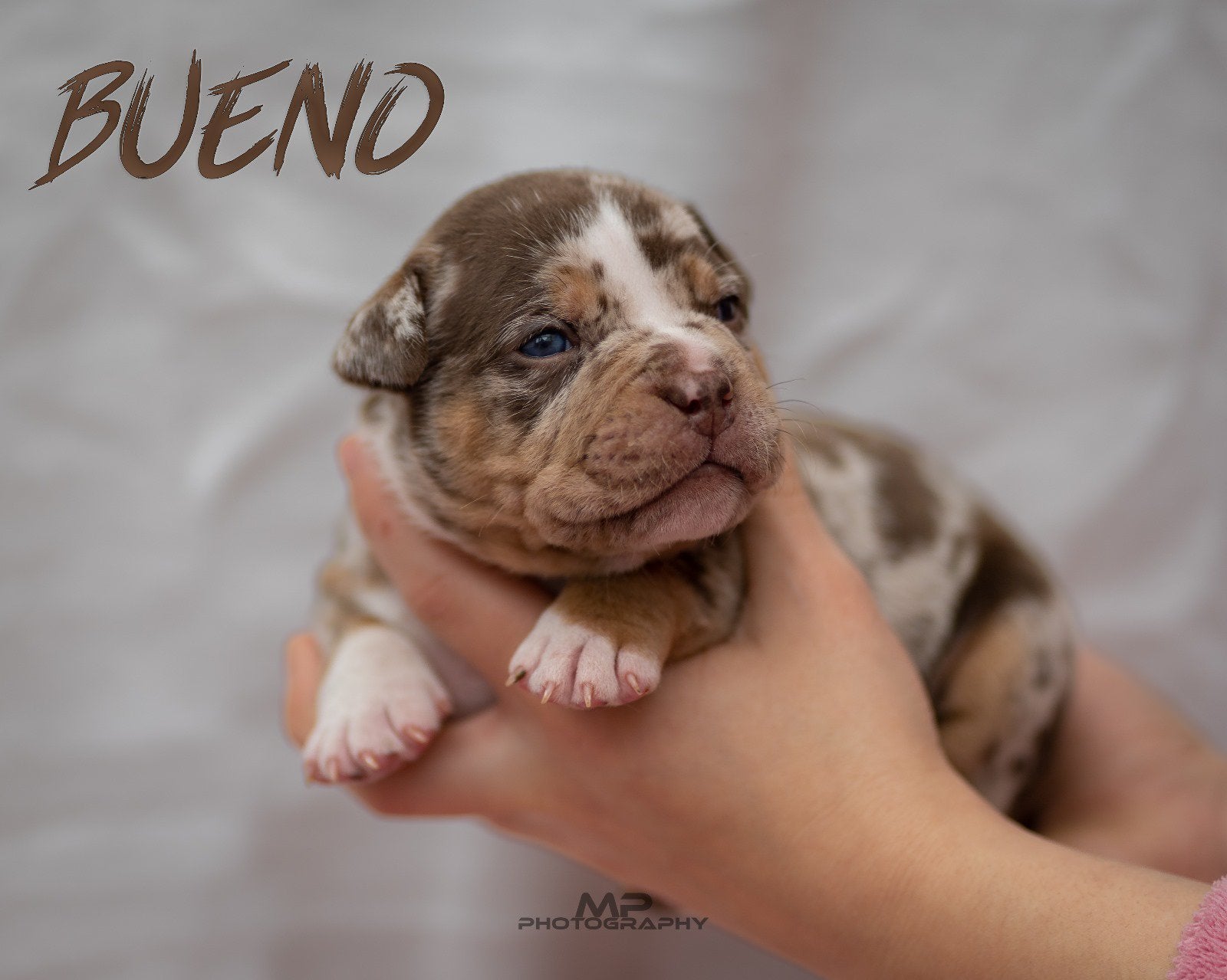 American Bully Dekreu Merle Tricolor pups, België, Fokker | Hobbymatig, Reu, 1 tot 2 jaar