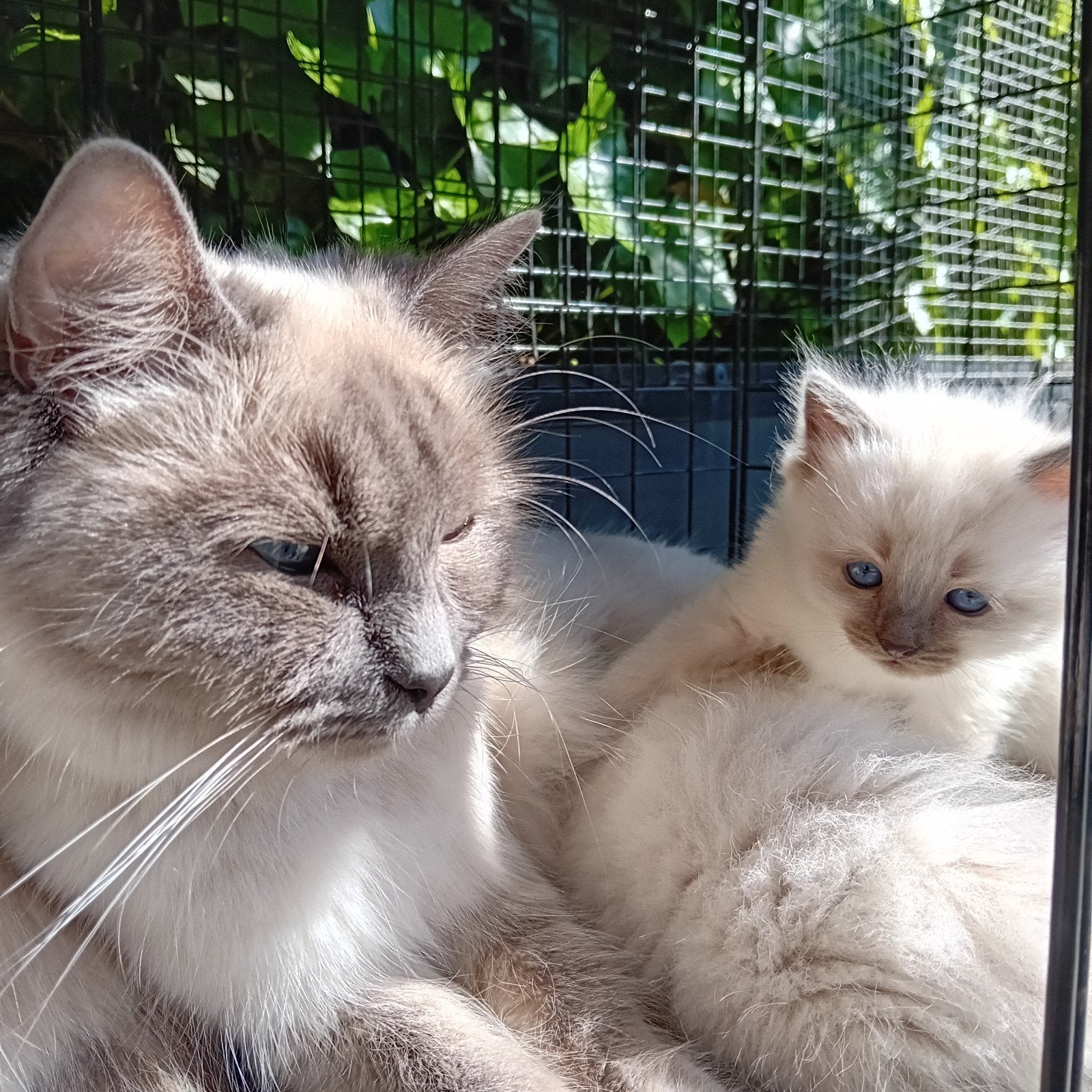 Lieve 100% Ragdoll poeskittens, Kater, Met stamboom