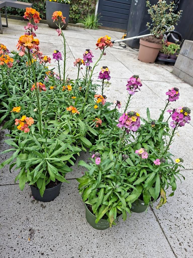 Muurbloem (Erysimum) - Diverse Kleuren, Tuin en Terras, Ophalen of Verzenden