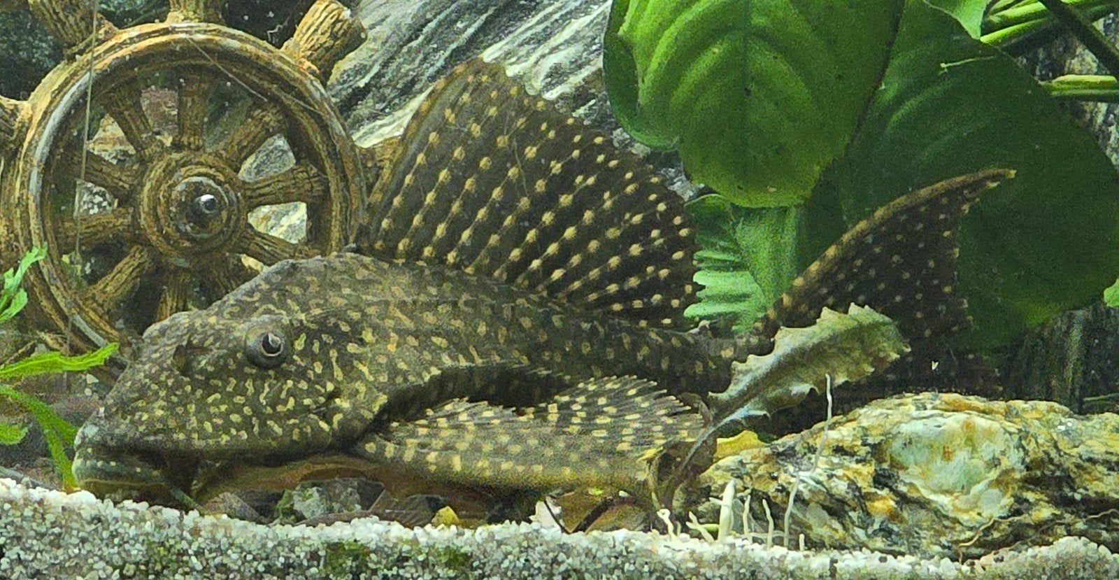 Aquarium vissen sale XXL l001 pleco, Twee personen, Ticket of Toegangskaart