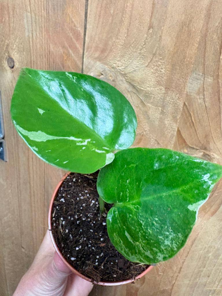 Monstera deliciosa variegata plant mint albo white wit, Huis en Inrichting, Kamerplanten, Ophalen of Verzenden, Halfschaduw, Minder dan 100 cm