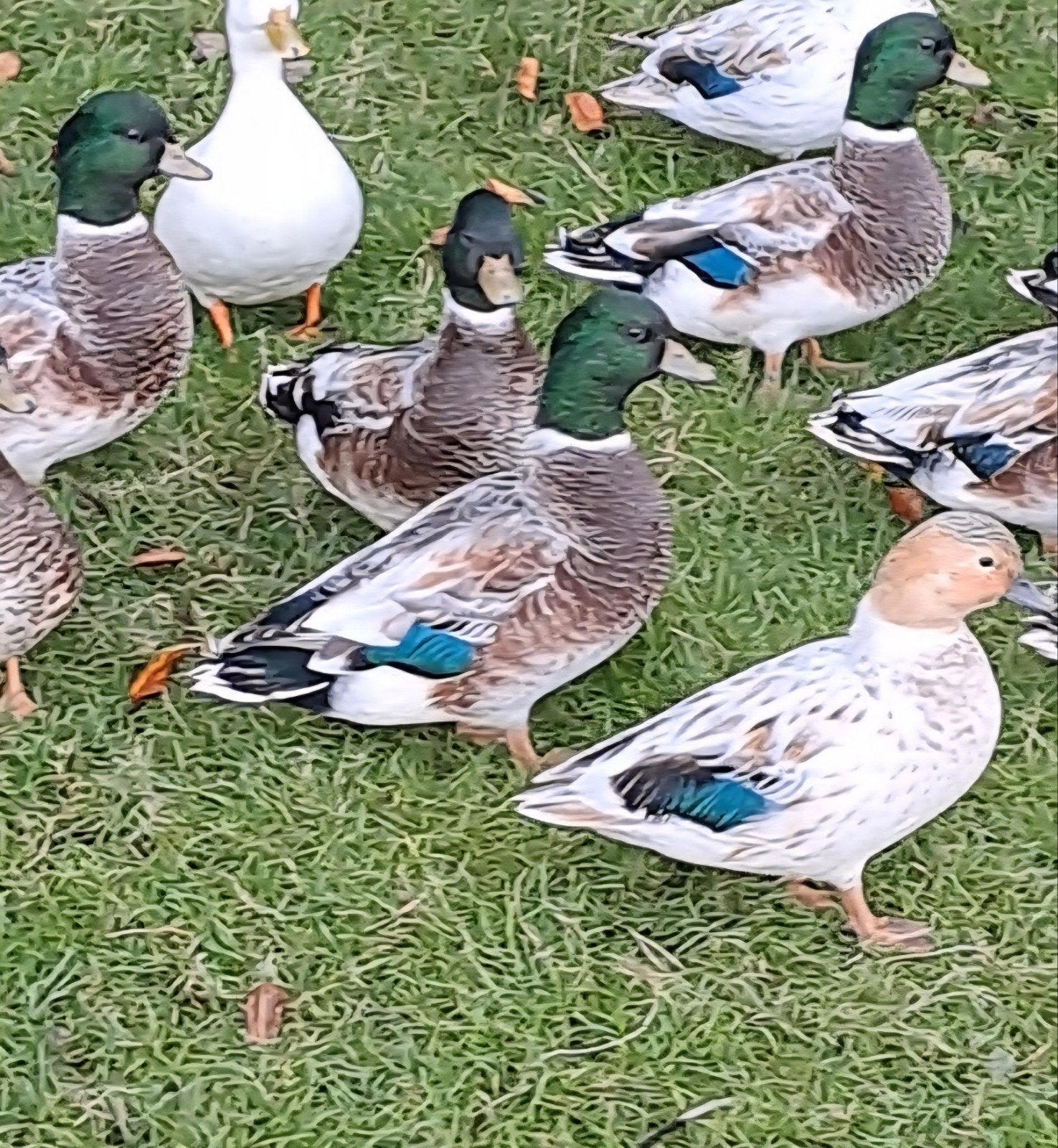 kwakers, Dieren en Toebehoren, Meerdere dieren, Eend