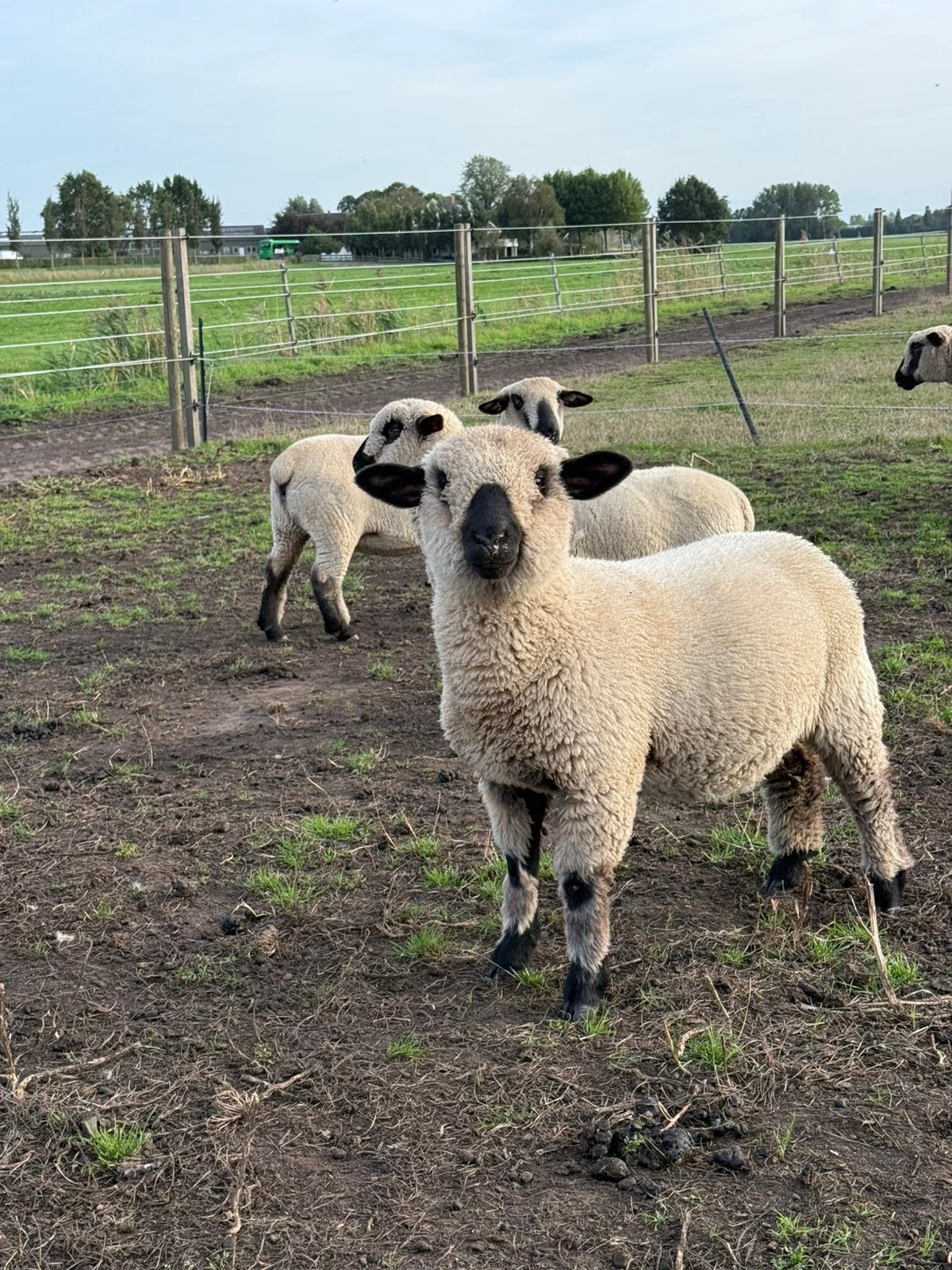 Mooi sterke ram, Dieren en Toebehoren, Mannelijk, Schaap, 0 tot 2 jaar
