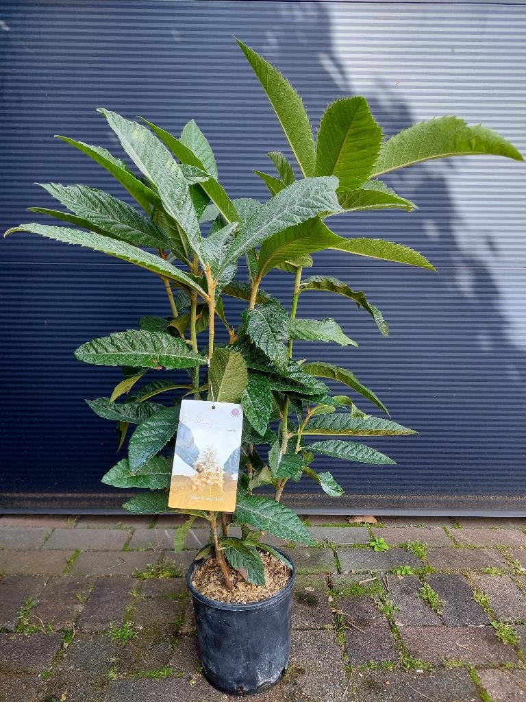Eriobotrya Japonica - Japanse Wolmispel / Loquat H: 105 cm., Tuin en Terras, Overige soorten, 100 tot 250 cm, Zomer, Ophalen