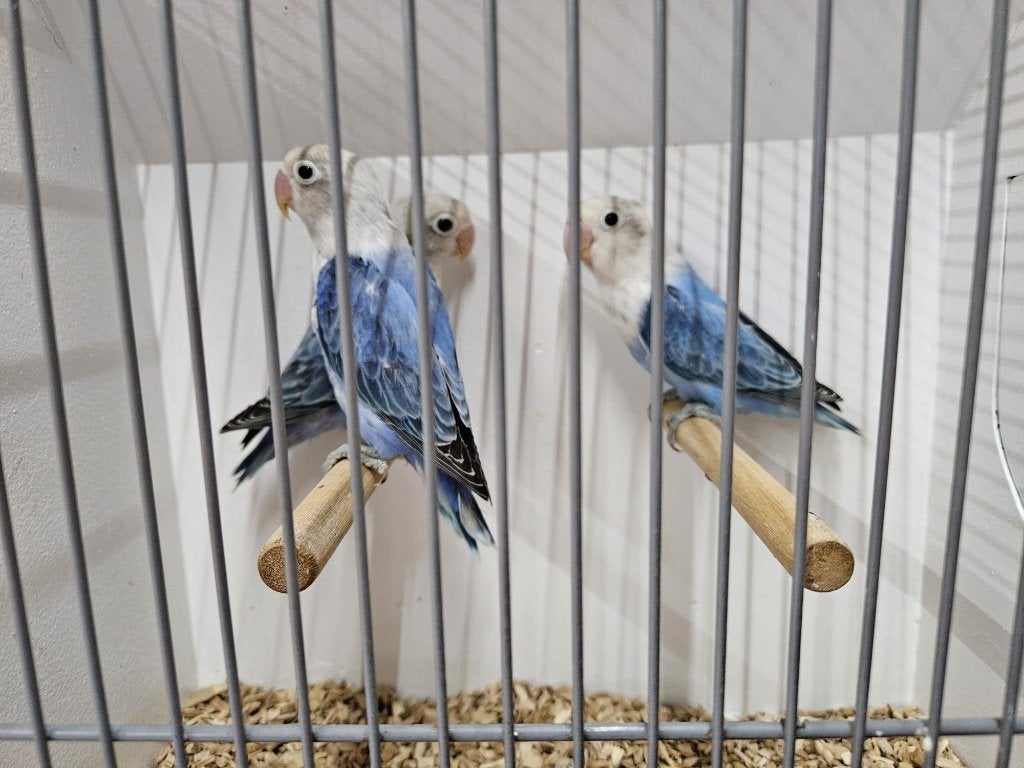 Agapornis Fischeri blauw, Geslacht onbekend, Dwergpapegaai of Agapornis, Geringd