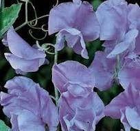 Zaden Lathyrus odoratus Lord Nelson, Verzenden, Volle zon
