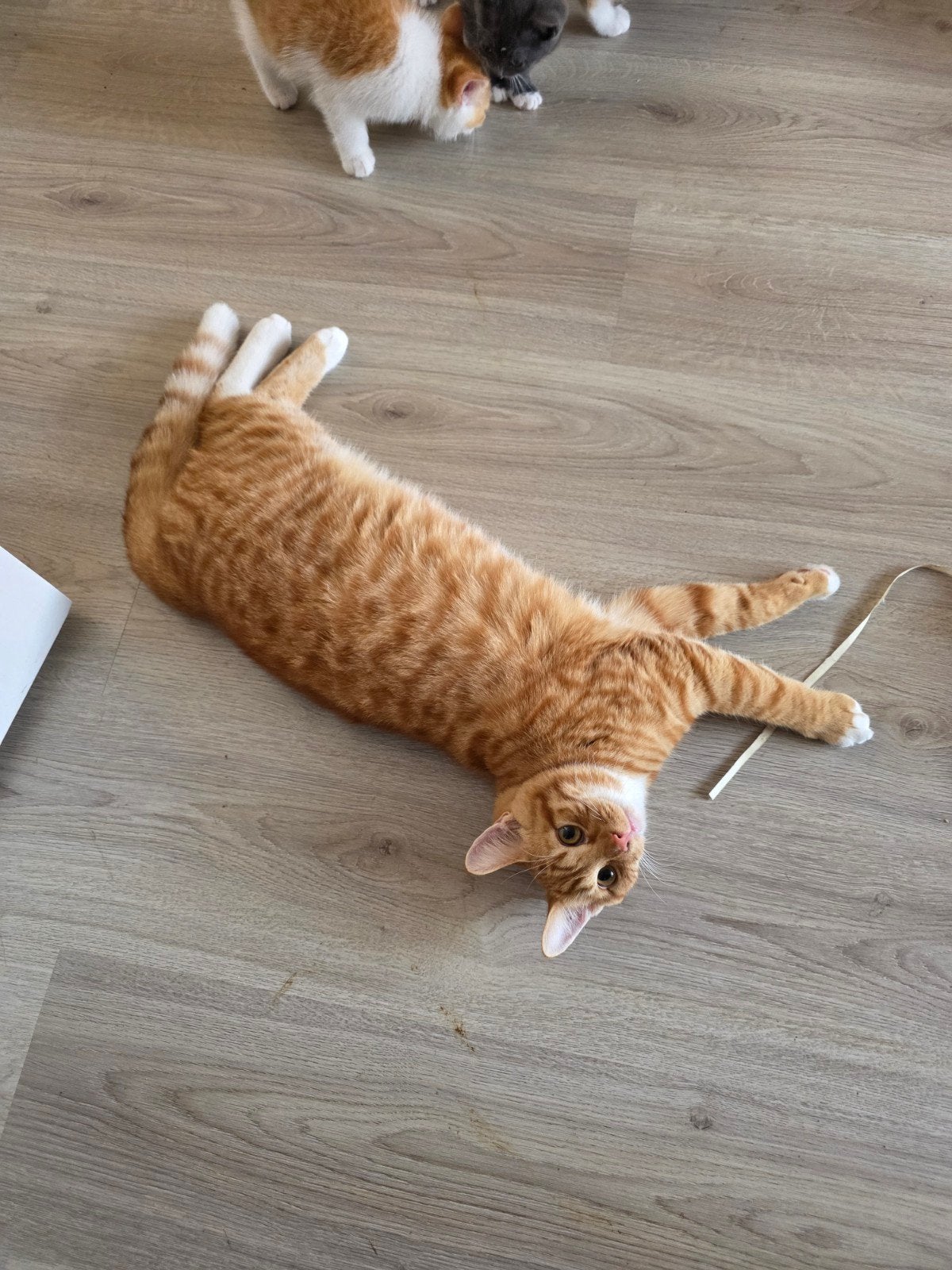 Rode kater, 6 mnd, Kater, 0 tot 2 jaar