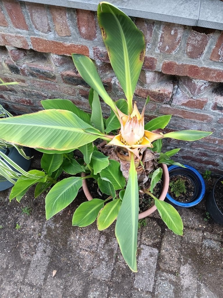 Gouden Lotusbanaan, Vaste plant, Halfschaduw, Zomer, Ophalen